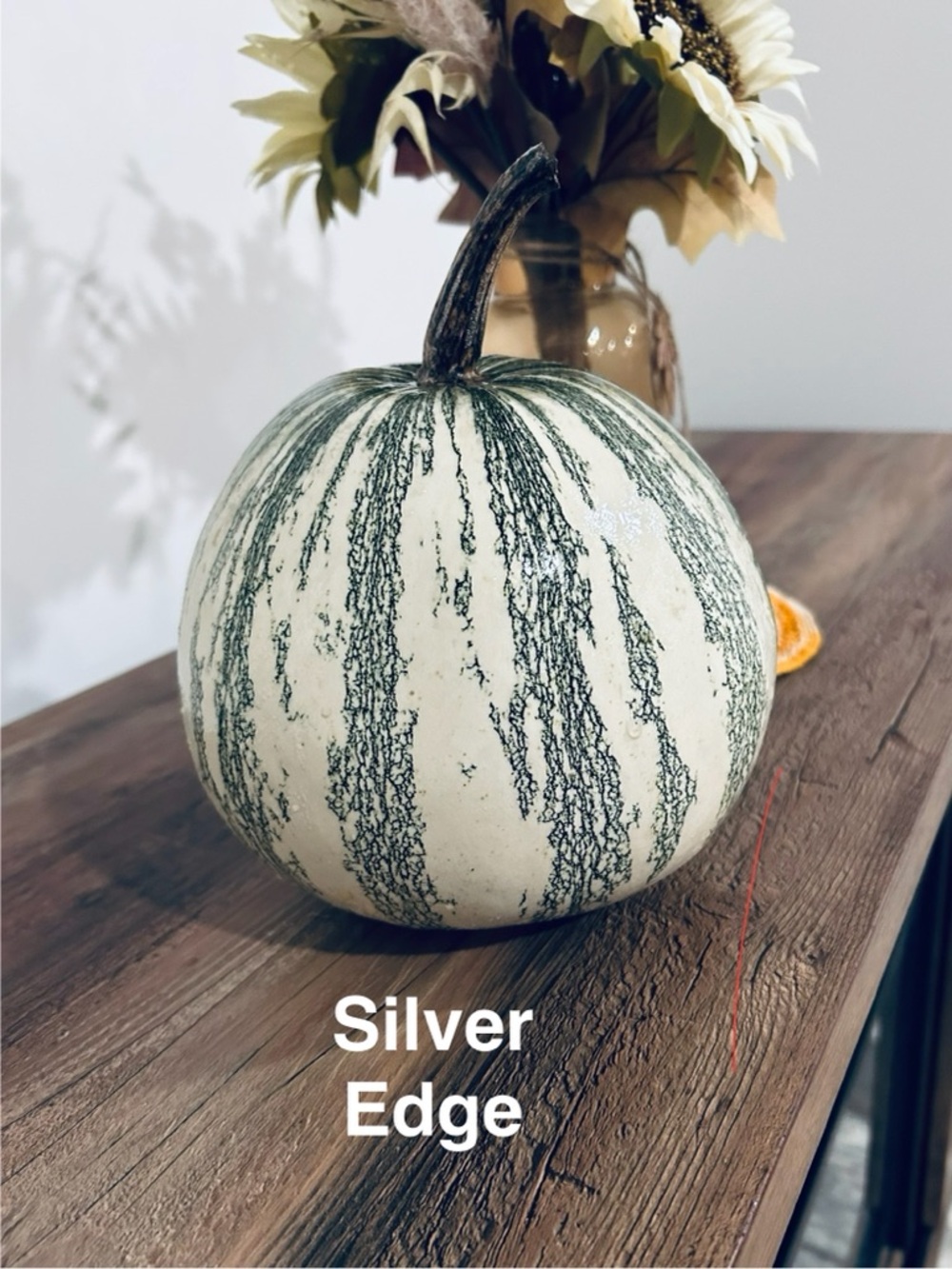 Silver Edge Exotic Decorative Pumpkin Gourd - Cream and Green 25 Seed Count